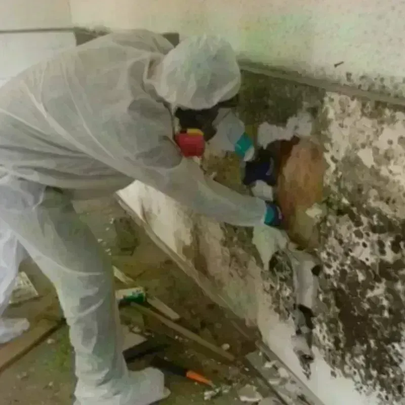 Mold Remediation and Removal in Sidney, OH